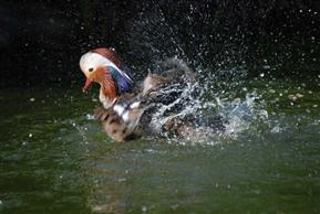 Mandarin Male Duck