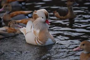 Adult male Silver Mandarin displaying. 