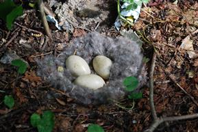 Black Brant Nest